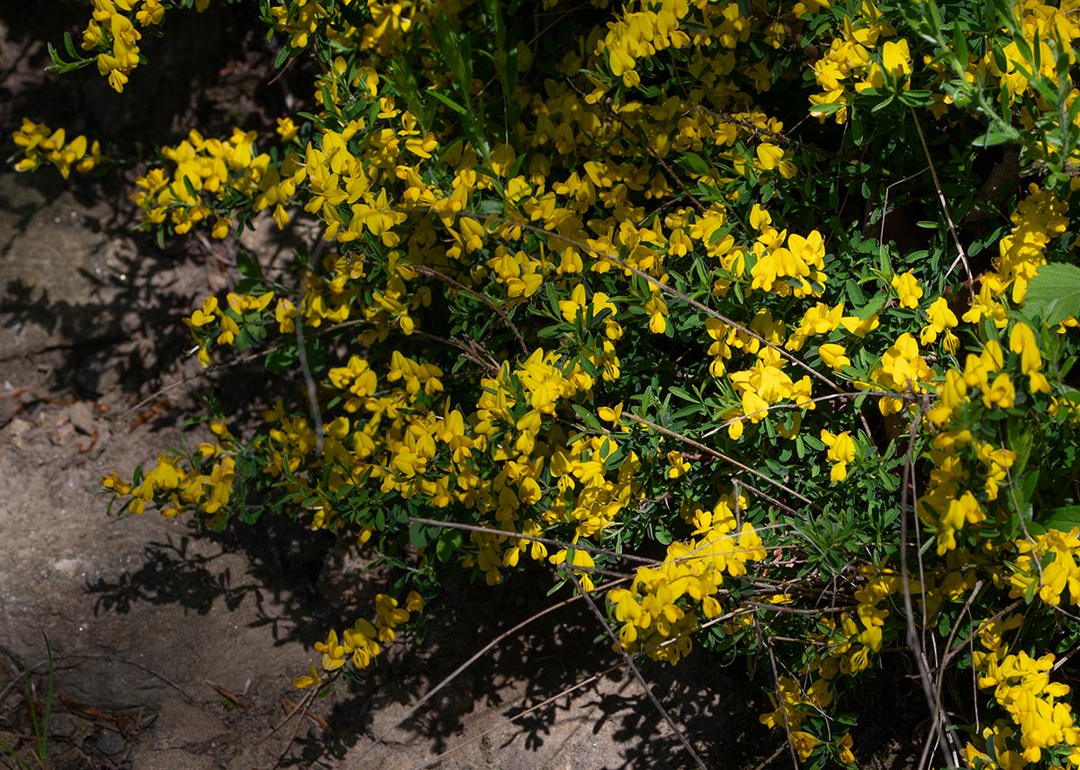 Habitus